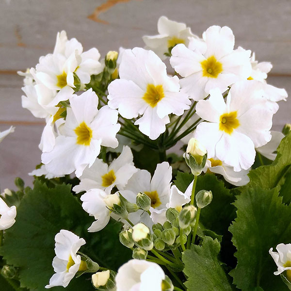 （わけあり特価）プリムラ・フジザクラ（富士桜）：ホワイト系5号鉢植え