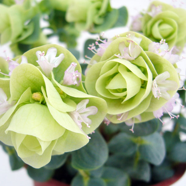 草花の苗/花オレガノ：ロタンディフォリウム3号ポット 6株セット