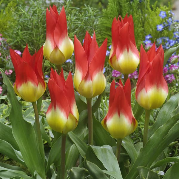 球根/チューリップ：フレームズミステリー4球入り