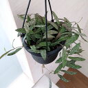 ホヤ 観葉植物/ホヤ：シギラティス　4号吊り鉢