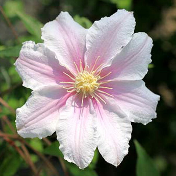 クレマチスの苗/クレマチス：もも4...