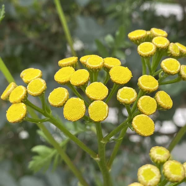 ハーブの苗/[送料無料]タンジー3号ポット 24株セット