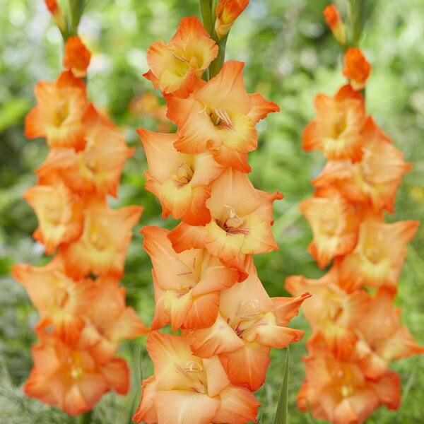 小型 春植え球根球根/グラジオラス：オレンジサン（橙）5球入り夏の花壇を華やかに彩ってくれるグラジオラス。特に花色が美しいものをセレクトしました。華やかな色の競演をお楽しみください。切花にもおすすめです。タイプアヤメ科トウショウブ属の多年草（球根植物）植付け適期3〜7月開花時期6〜9月草丈140〜160cm用途庭植え・花壇・切花・鉢植え日照日なた栽培方法：日当たり・水はけのよい土に堆肥や緩効性化成肥料をたっぷりすきこんで、球根の高さの倍くらいの深さに植えつけます。花どきには倒れないよう支柱を立てるとよいでしょう。春植えで90〜100日、夏植えで70〜80日で開花しますので、1週間ごとに間隔をあけて植え付けると、植えた順に開花して長く花を楽しめます。開花後は花柄を切り取り、葉を残して枯れるまでそのまま置きます。地上部が完全に枯れたらほりあげ、風通しのよい涼しい場所で保管してまた春に植え付けてください。写真は成長・開花時のイメージです。■この商品はヤマトコンパクトにてお届けのため、以下の地域については、下記サービスについてはお受けできません。（北海道、東北、中国、四国、九州、沖縄届けの場合）・代金引換決済 ※球根の表皮が剥けていたり、細かな傷がある場合がございます。生育には支障ありませんので予めご承知おきください。グラジオラス：オレンジサン（橙）5球入りの栽培ガイド秋植え球根のダブルデッカー植え球根の植付け秋植え球根