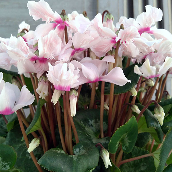 シクラメン：天使の羽（テンシノハネ）薄ピンク系5号鉢のサムネイル