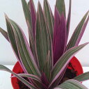 草花の苗/ムラサキオモト3.5号鉢植え