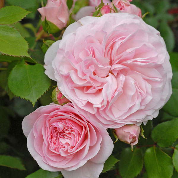 バラの苗/ 送料無料 つるバラ：マリアテレジア8号大型アンドン仕立て