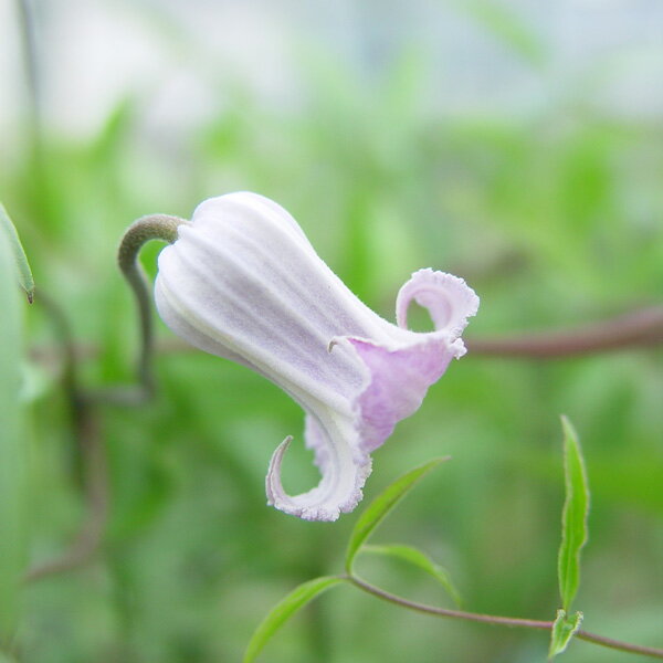 クレマチスの苗/クレマチス：ヨシノガスミ（吉野霞）3.5号ロングポット（ビオルナ系）