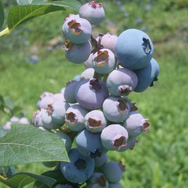果樹の苗/ブルーベリー（大実ラビットアイ系）：パウダーブルー5号ポット