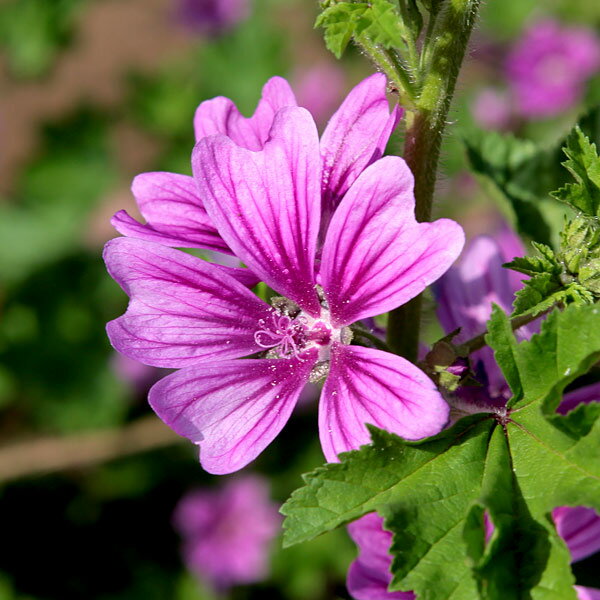 ハーブの苗/[送料無料]マロウ（アオイ）：コモンマロウ3号ポット 24株セット