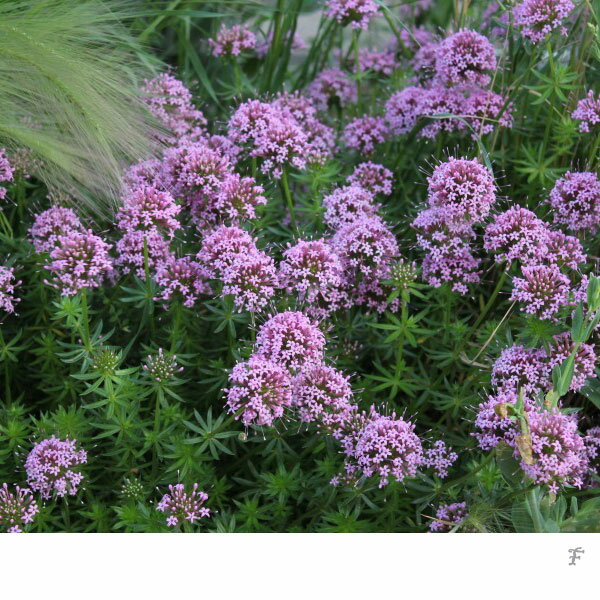 草花の苗/（わけあり特価）ハナクルマバソウ（フォプシススティロサ）3-3.5号ポット 12株セット