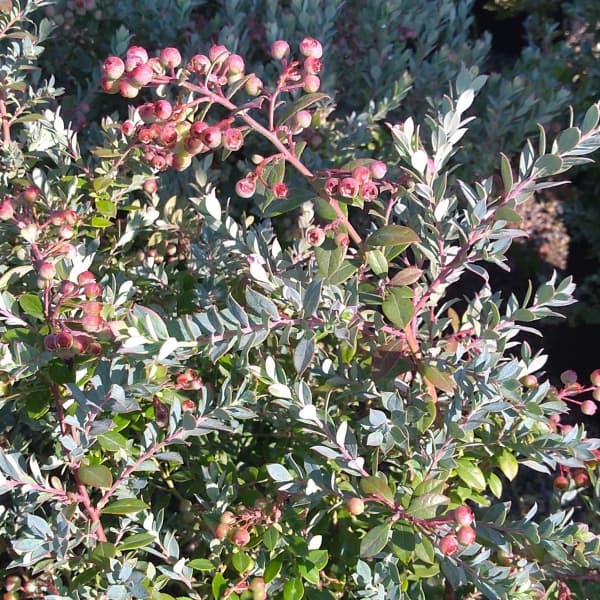 果樹の苗/ブルーベリー（ビルベリー）：インディゴブルー4.5号ポットのサムネイル