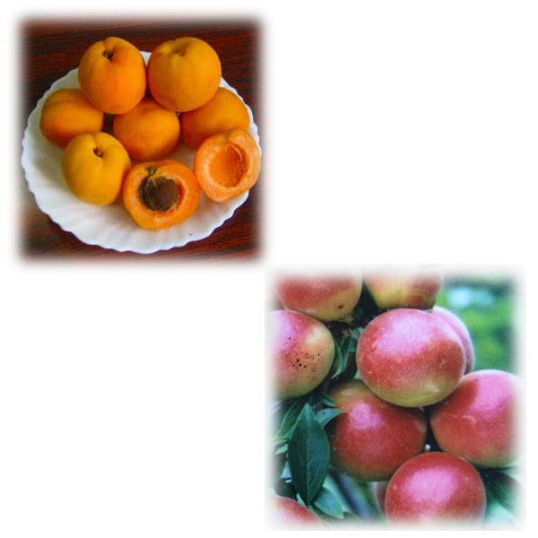 果樹の苗/ウメ（梅）2種受粉樹セット：露茜（つゆあかね）とアンズ：ゴールドコット4～5号ポット