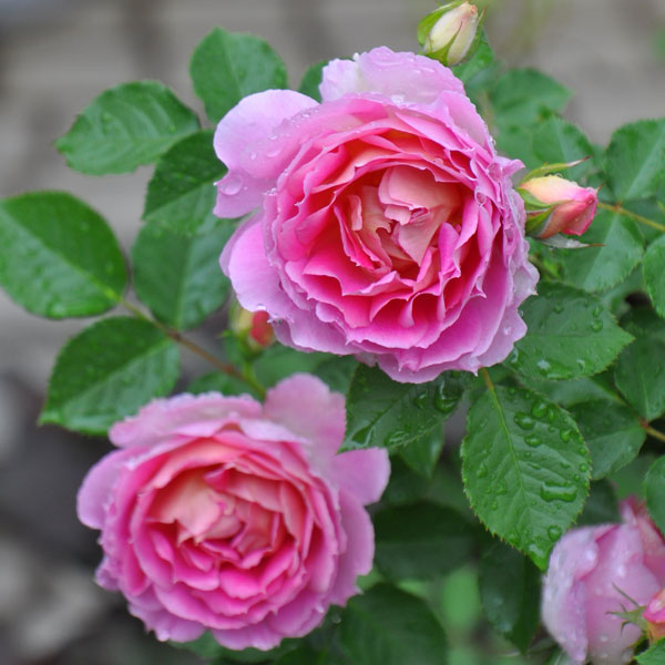Rose - バラの苗/ロサ・オリエンティス：ペネロペイア大苗6号角鉢植え