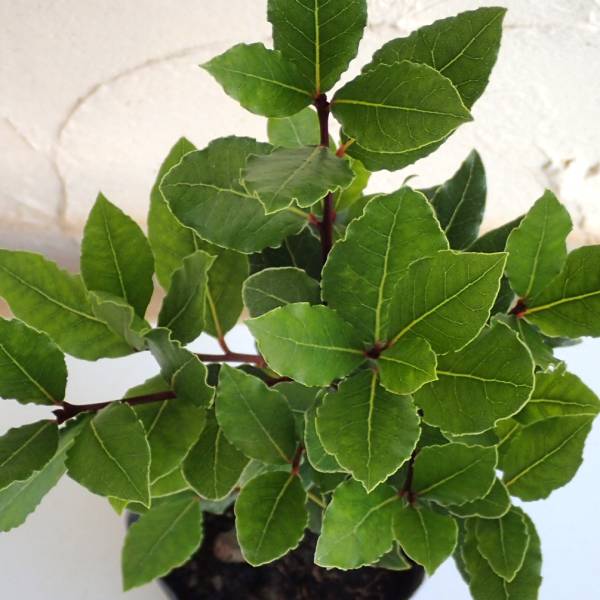 ���� ���ڤ���/[����̵��]���å�������ʷ�˼��ˡ�����˼�6��ݥå� 6�����å�