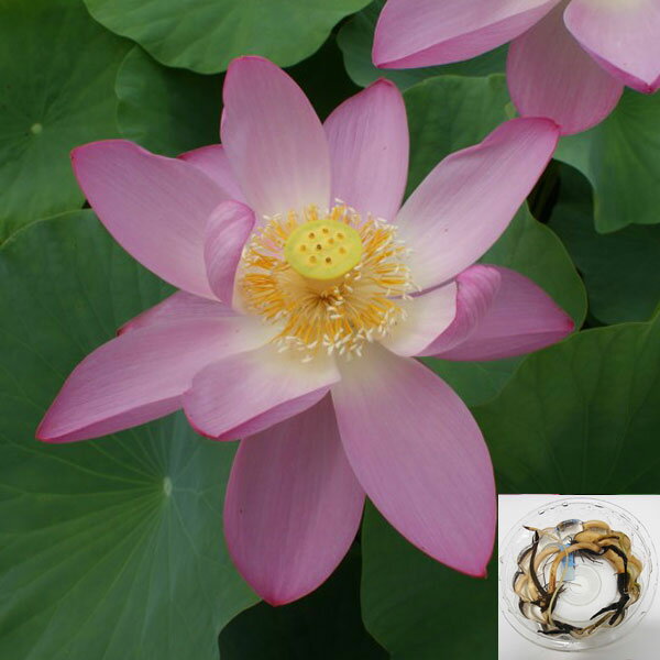 草花の苗/花はす：レンコン丸：大賀ハス