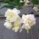 バラの苗/モッコウバラ：白花八重6号ポット樹高約80cm