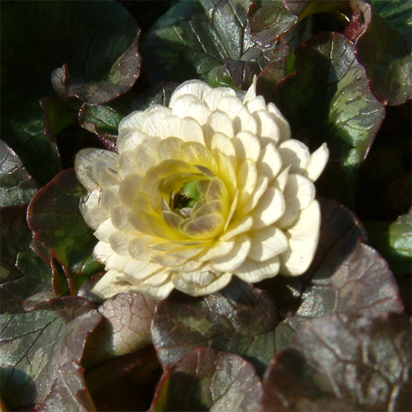 山野草の苗/ヒメリュウキンカ（八�