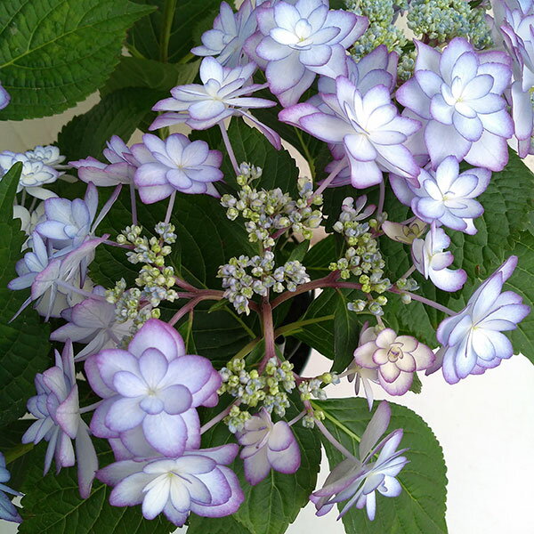 花木 庭木の苗/アジサイ：ひな祭り（パープル） 3.5号ポット