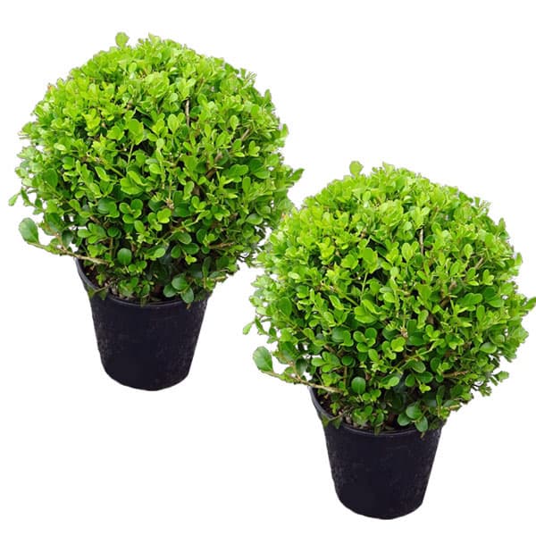 花木 庭木の苗/ボックスウッド（西洋ツゲ）玉仕立て6号ポット樹高30cm 2株セットのサムネイル