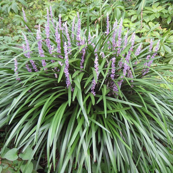 ヤブラン（リリオペ）：緑葉 3.5号ポット 2株セット