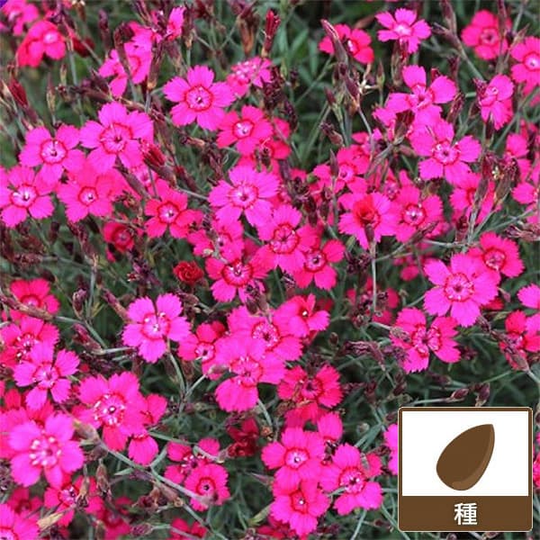 ダイアンサス（ヒメナデシコ）：レッド ジェム