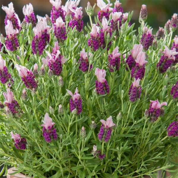 ハーブの苗/フレンチラベンダー(ストエカス系)：バンデラ ピンク3.5号ポット 2株セット