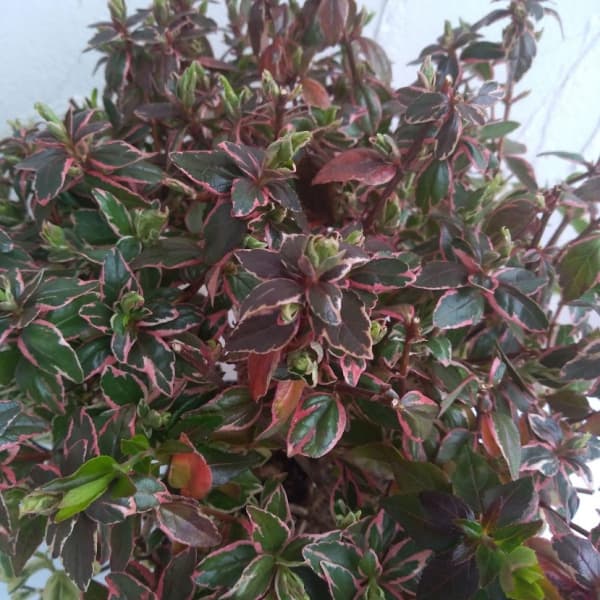 花木 庭木の苗/アベリア：マジックチョコレート5号ポット