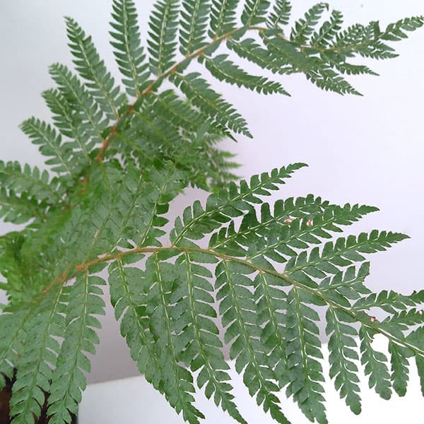 オシダ5号ポット 8株セットのサムネイル