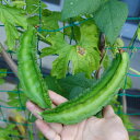 野菜の苗/シカクマメ:わこさま3号ポット苗 2株セット