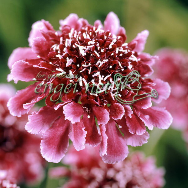 草花の苗/スカビオサ バーガンディボンネット3号ポットのサムネイル