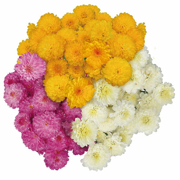 草花の苗/ガーデンマム3色植え：ジジ　シャインミックス4号ポットのサムネイル