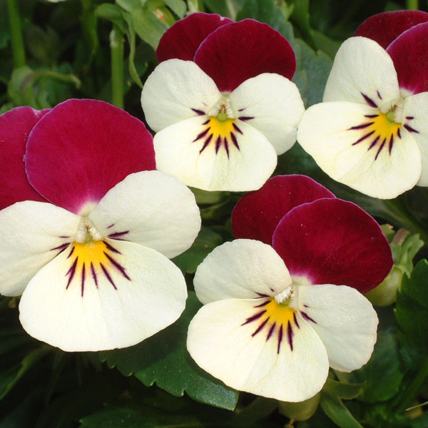 草花の苗/見元園芸さんのビオラ：ニュー歌姫3-3.5号ポット