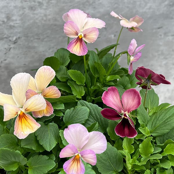 草花の苗/神戸ビオラ：グランバニー ヴァリアスピンク3.5号ポット