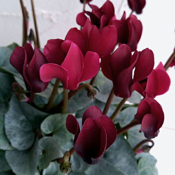 草花の苗/シクラメン（ミニ）：スノーショコラ3-3.5号ポットのサムネイル