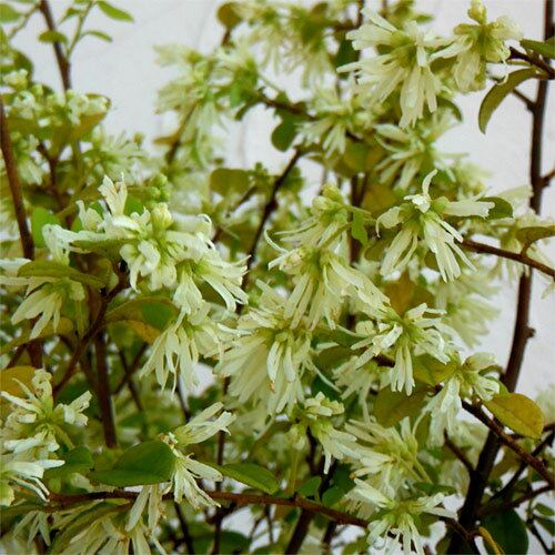 ���� ���ڤ���/�ȥ���ޥ󥵥���������� 5�����50cm��5�����å�