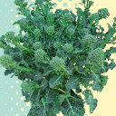 野菜の苗/Neoすずなりブロッコリー3号ポット 2株セット