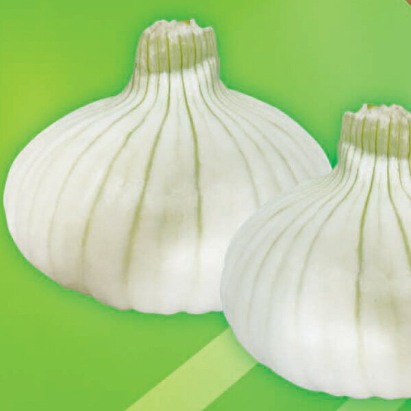 野菜の苗/玉ねぎ：ジェット白玉早生3号ポット 2株セット