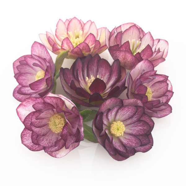 松村ナーセリーさんのクリスマスローズ：ダブルバイカラー系3号ポット