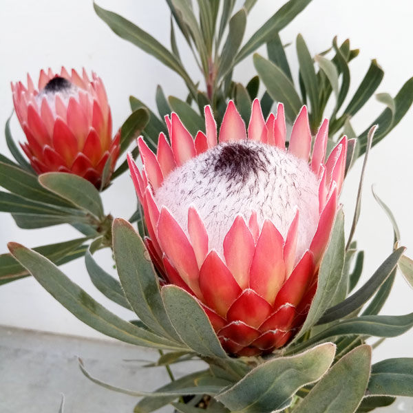 花木 庭木の苗/プロテア：ポッサムマジック7号鉢植え*