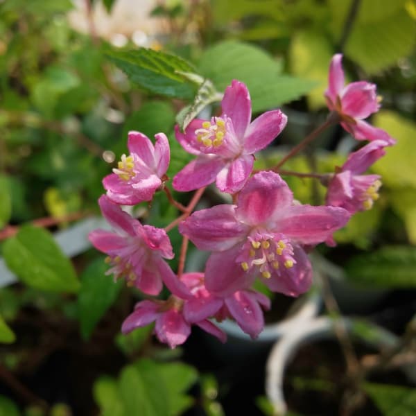 花木 庭木の苗/ウツギ：ロゼアリンド3.5号ポット