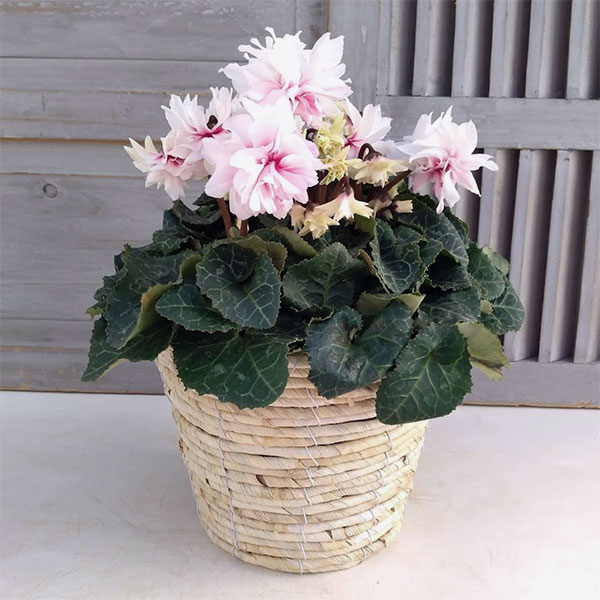 シクラメン：ローゼスピンクバイカラー万重EX 5号鉢植えカゴ入り