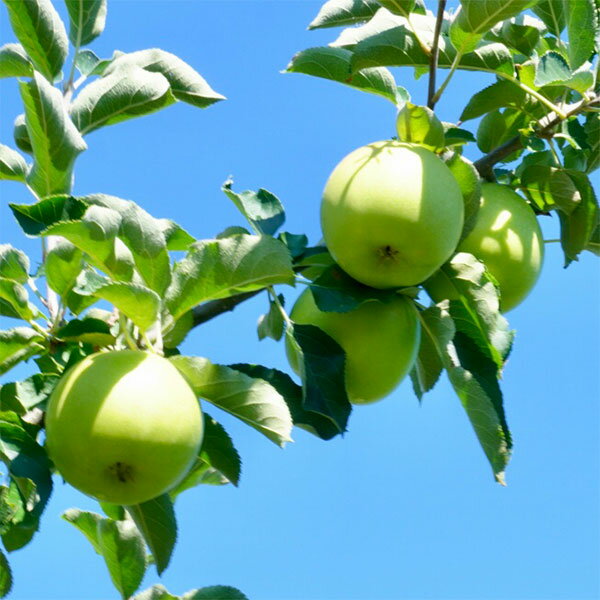 果樹の苗/リンゴ：いわい（祝）4～5号ポット
