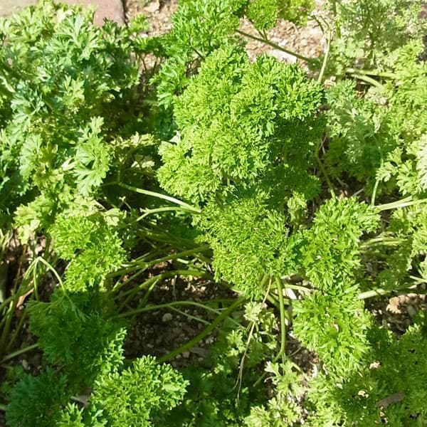 ハーブの苗/[送料無料]モスカールドパセリ3号ポット 24株セット