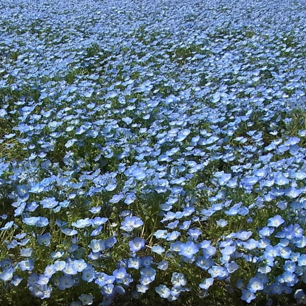 草花の苗/[送料無料]ネモフィラ：インシグニスブルー3-3.5号ポット 24株セット