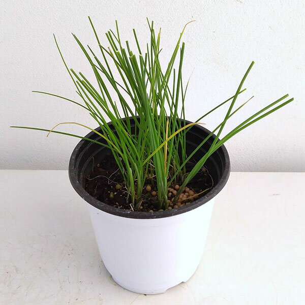 ハーブの苗/クッキングハーブ：チャイブ3.5号ポット