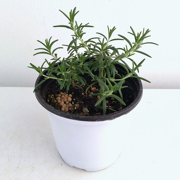 ハーブの苗/クッキングハーブ：ローズマリー（這性）3.5号ポット