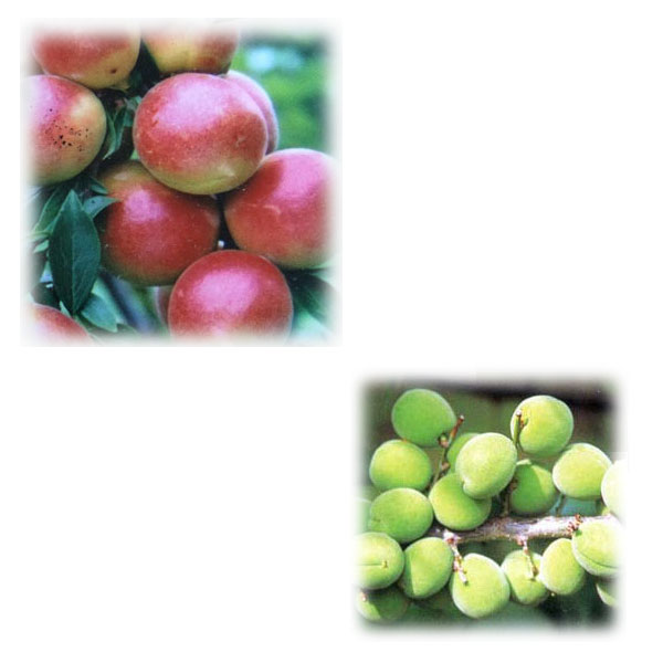 果樹の苗/ウメ 梅 2種受粉樹セット：露茜 つゆあかね とウメ 梅 ：しろかが 白加賀 4～5号ポット