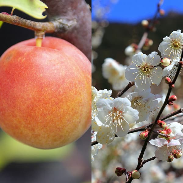 果樹の苗/ウメ（梅）2種受粉樹セット：露茜（つゆあかね）と白加賀（しろかが）4-5号ポットのサムネイル