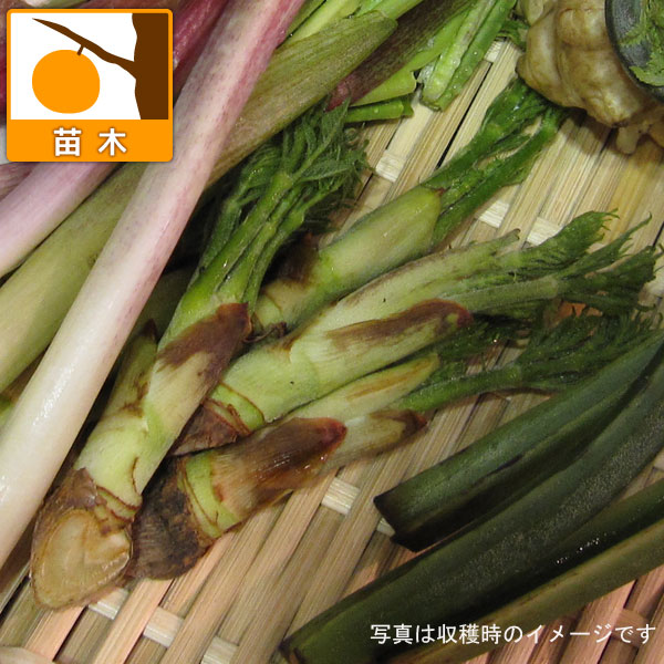 野菜の苗/とげなしタラの木3.5号ポ