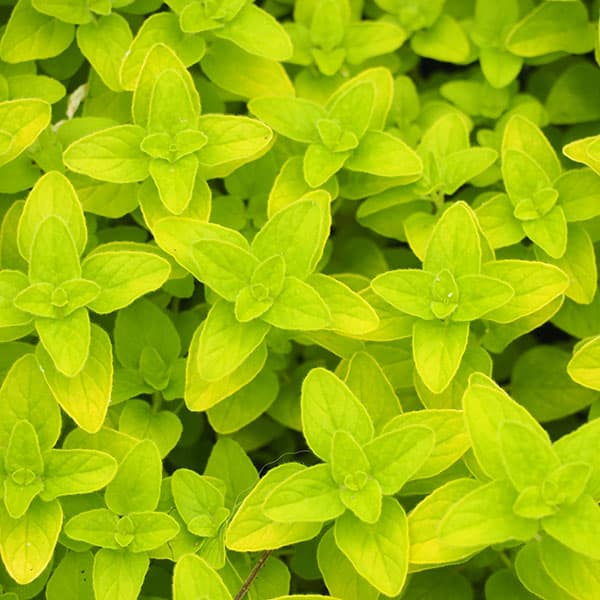 ハーブの苗/[送料無料]オレガノ：ゴールデンオレガノ3号ポット 24株セット